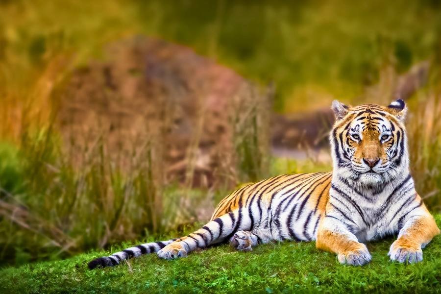 Delhi Agra Jaipur Ranthambore 7 Days Golden triangle tour